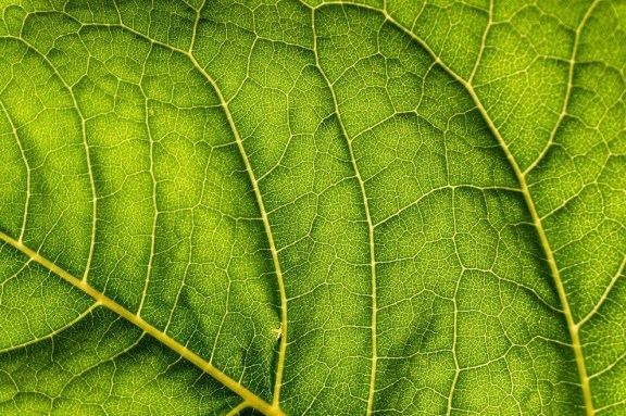 Fibonacci retracements: Myth or Essential Tool for Traders?